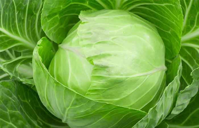 تصویر 1 از خرید کلم پیچ سبز + قیمت فروش استثنایی